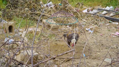 a cock is locked in a cage in a damp place.