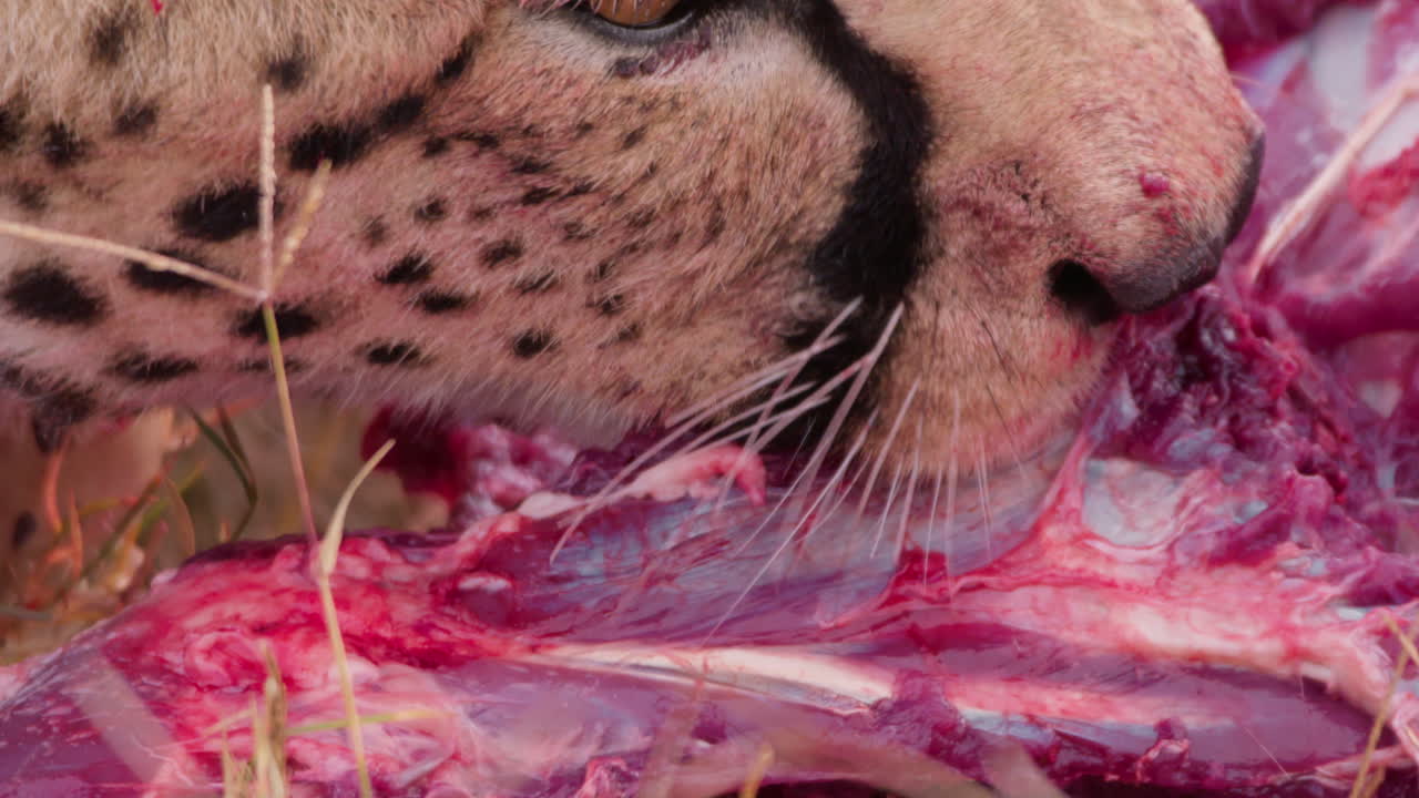 Extreme close up shot of a cheetah's mouth chewing on a chunk of meat