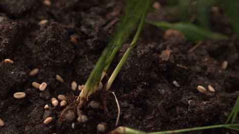 close up view of a plants