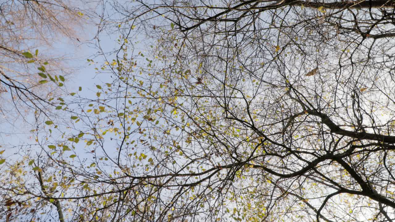 가을의 나무들이 원으로 회전하는 것을 보고 있습니다.