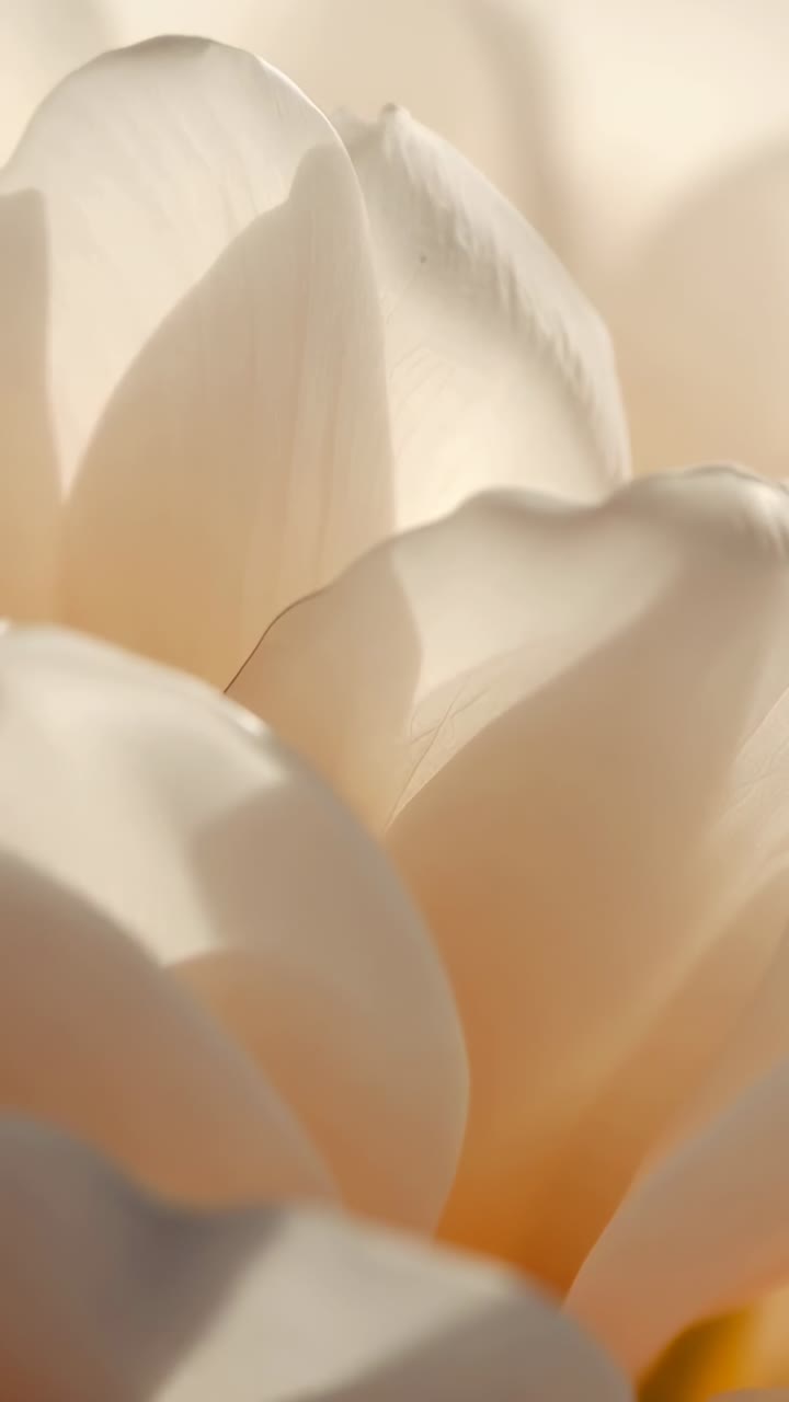 Vertical video: Pulling focus, lens revealing cream bloom in macro, showing petals, dew, green