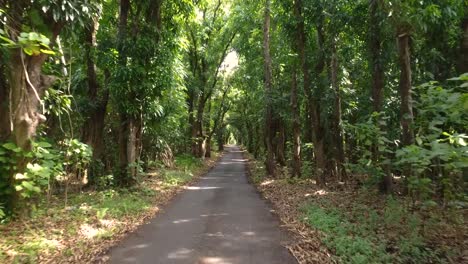 Long-tunnel-of-green-trees-drone-video-footage