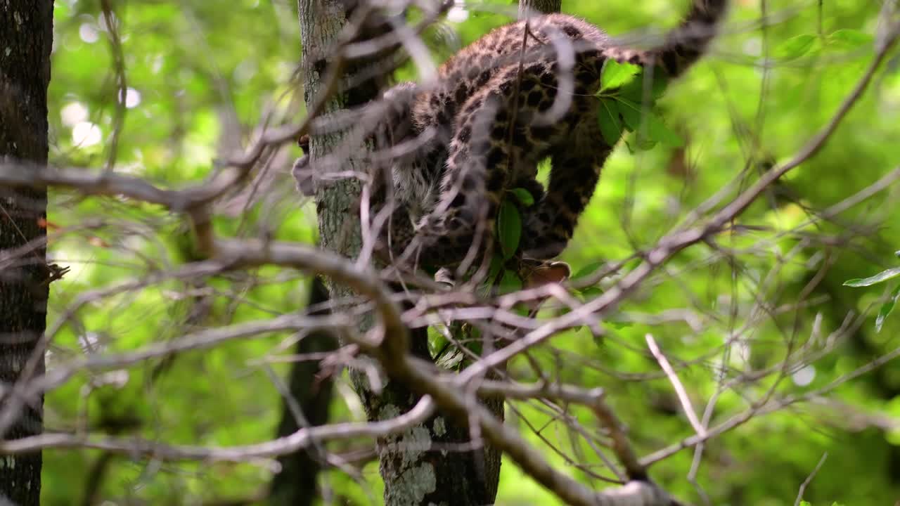 el leopardo de indochina es una especie vulnerable y uno de los grandes felinos de tailandia