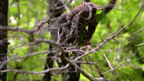 Der-Indochinesische-Leopard-Ist-Eine-Gefährdete-Art-Und-Eine-Der-Großen-Katzen-Thailands