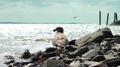 fotografía estática de un pájaro junto al mar