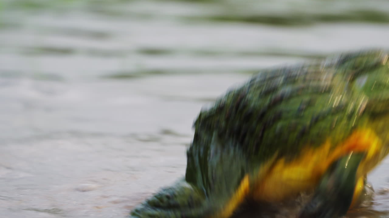 African Giant Bullfrogs Attacking And Fighting (Pyxicephalus Adspersus) In A Pond. Tracking Shot