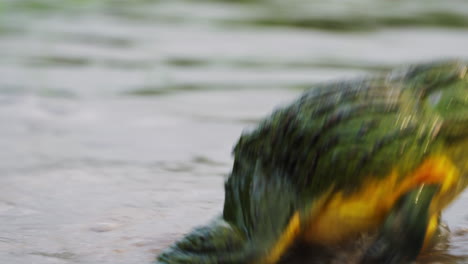 african giant bullfrogs attacking and fighting (pyxicephalus adspersus) in a pond. tracking shot