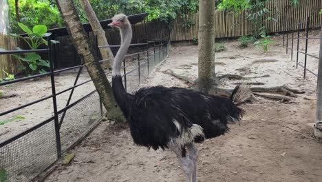 ostrich at the zoo