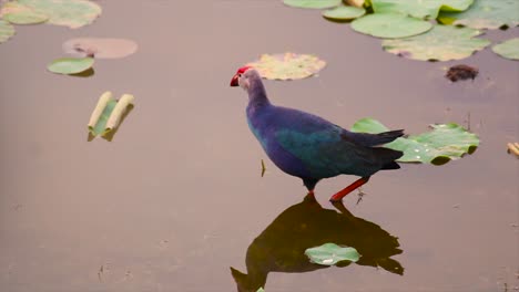 purple swamphen walks through shallow water near lily pads in wetland. beautiful wild bird footage, ideal for nature, travel and wildlife content in stunning 4k resolution.