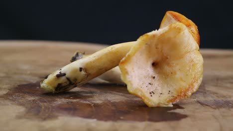 Rotating-Shot-of-Hedgehog-Mushroom