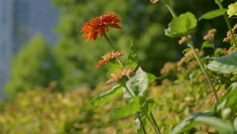 a beautiful red flower in a park in vancouver, canada