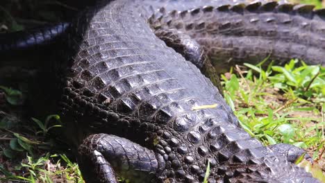 Das-Schwarze-Krokodil-Oder-Die-Schmale-Schnauze-Ist-Ein-Bis-Zu-Drei-Meter-Langes-Reptil,-Das-In-Den-Iberá-Flussmündungen-Am-Häufigsten-Vorkommt-Und-Die-Angenehme-Angewohnheit-Hat,-Sich-Zu-Sonnen