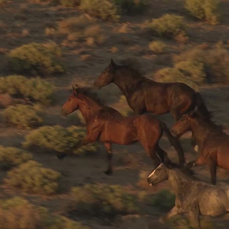 Una-Antena-De-Caballos-Salvajes-Corriendo-4