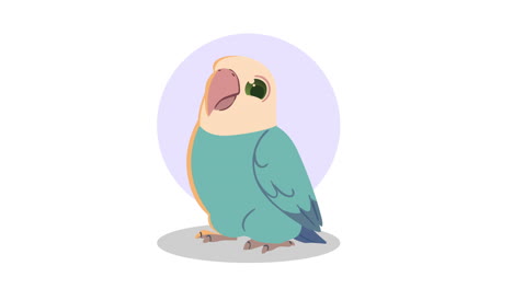 cute parrot animal character animation
