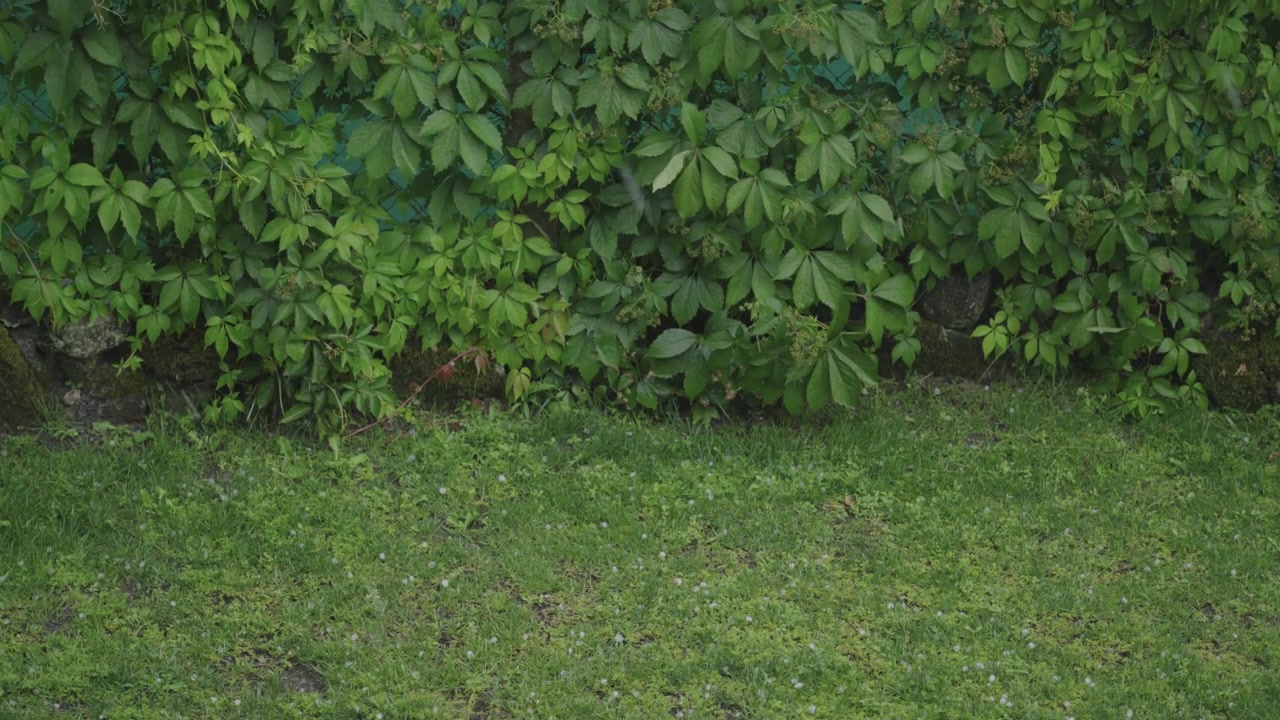 Pequenas pedras de granizo espalhadas sobre a grama verde vibrante enquanto caem contra um denso muro de jardim coberto de hera. Iluminação natural, câmera estável, clima externo