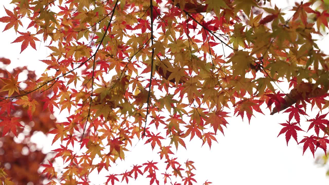 Vivid maple tree branches adorned with stunning colorful autumn leaves.