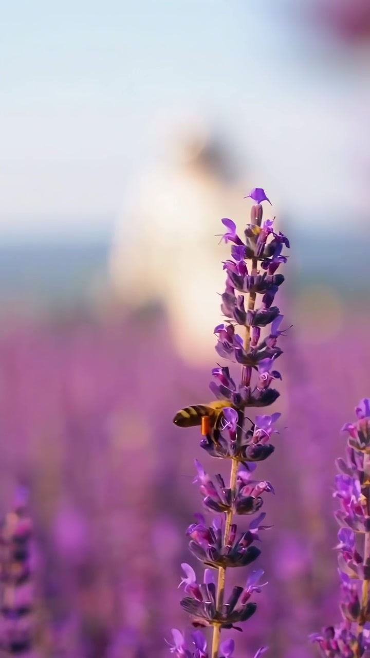 Astronauta che cammina attraverso un vibrante campo di lavanda
