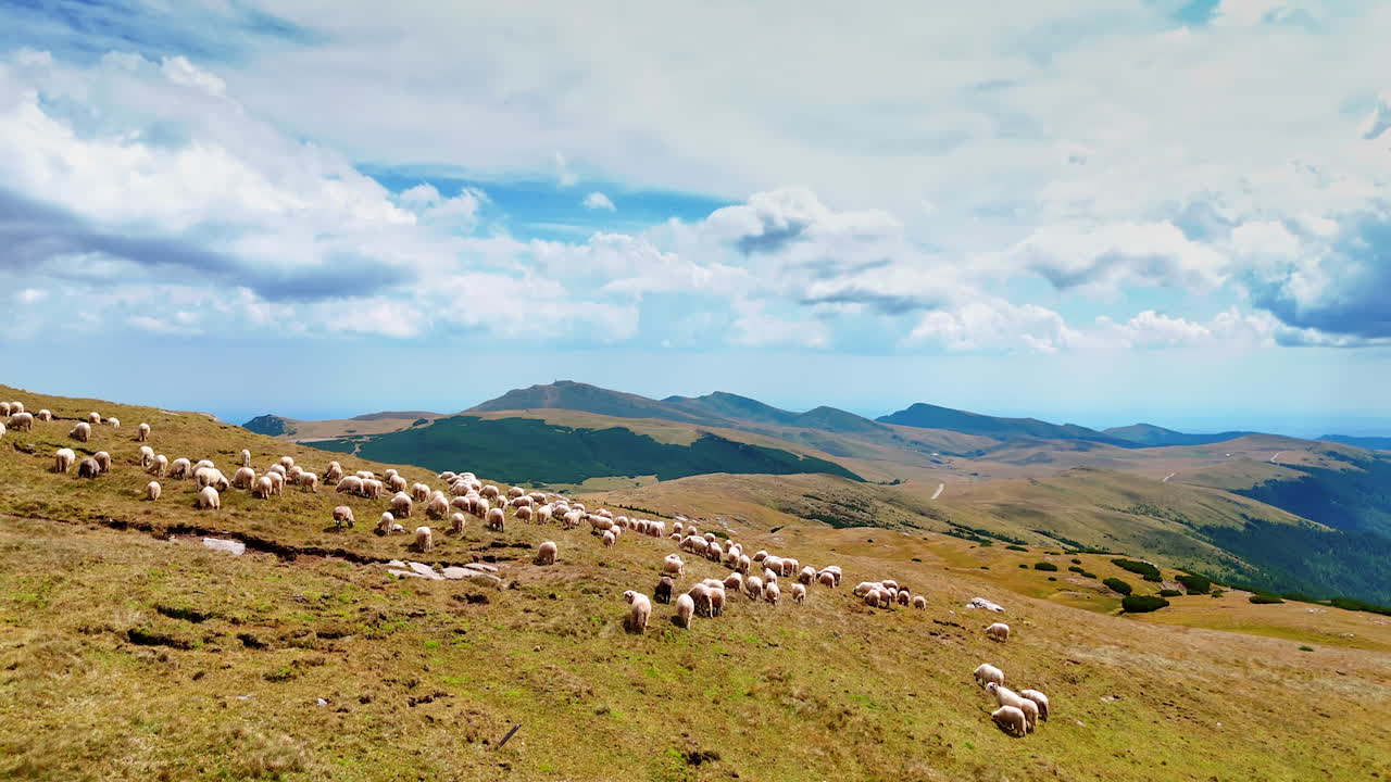 Livestock wandering by the green hill of the rock. Flock of sheep pasture in the mountains. Aerial view