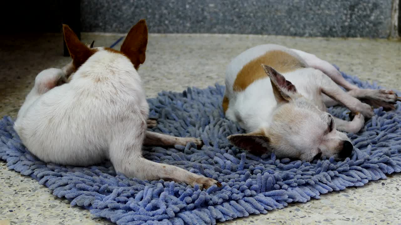 perros chihuahua descansando en las toallitas