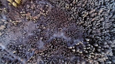 aerial overhead shot of white snowy spruce trees in nature with beautiful pattern of treetops