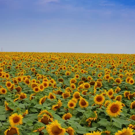 yellow horizon of the sunflower field. beautiful summer scenery at the background of blue sky. birds flying over the field