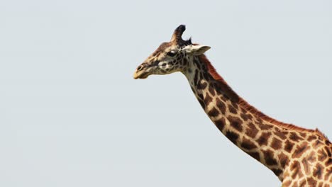 tomada en cámara lenta del cuello largo de la jirafa contra el cielo azul brillante de áfrica en la reserva nacional masai mara del norte, vida silvestre africana en la reserva nacional masai mara, kenia, áfrica animales de safari