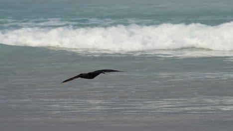 swallow tailed gull flying low over turquoise waves breaking near beach in the galapagos