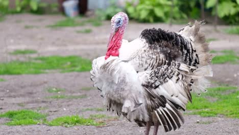 big mature turkey on the farm big mature turkey on the farm high quality full footage