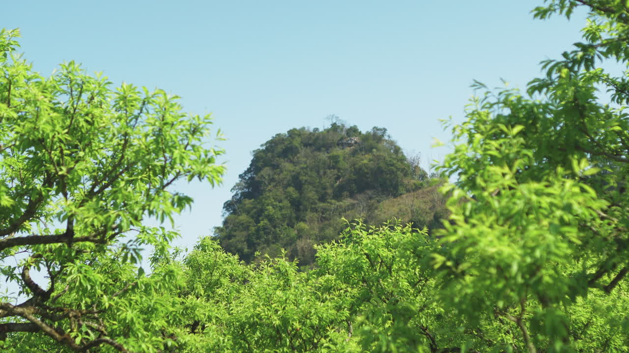 A green forested mountain amidst a plum orchard.
