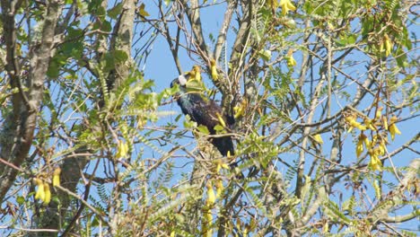 Un-Pájaro-Tui-Alimentándose-De-Un-árbol-Kowhai