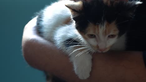 young man holding and playing with a cute kitten. he scratching his head,human and cat love