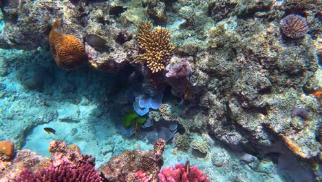 4k hdr submarino de la gran barrera de coral en queensland, australia en diciembre de 2022