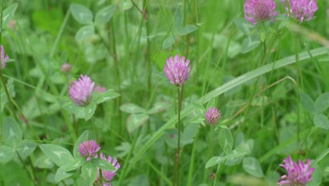 purple clover flowers in florescence in a meadow