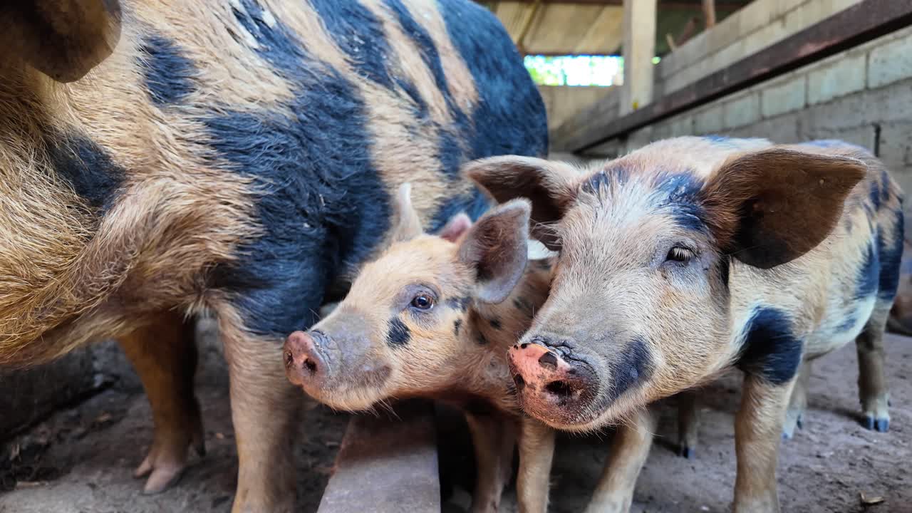 Close-up of a Mother Pig and Her Piglets Feeding on a Farm