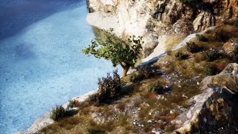 árbol solitario en un acantilado con vistas al agua