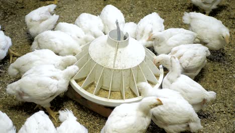 white broiler chicken at the poultry farm