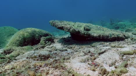 dead corals on the seabed caused by environmental change