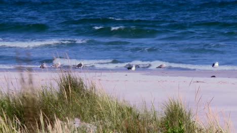 sea gulls on shore with crashing waves in blackwater national wildlife refuge near cambridge, maryland