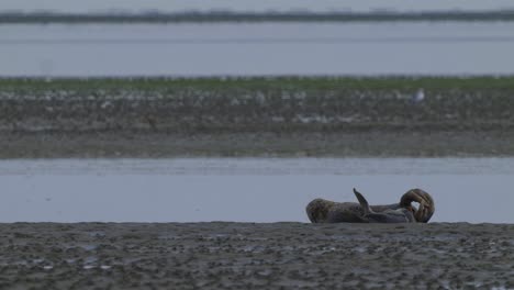 aerial - common seal in a mudflat, wadden islands, netherlands, wide shot static