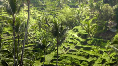 Lush-Tegalalang-rice-terraces-with-tall-palm-trees-in-Bali,-Indonesia-during-daytime