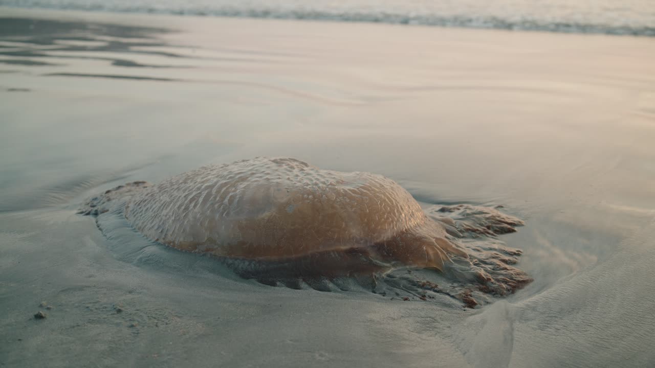 Close Up of Jellyfish on Sandy Beach with Ocean Waves Rolling In