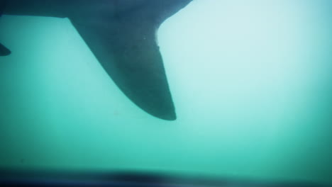 a bronze whaler shark's tail vanishes into the ethereal blue, a fleeting glimpse into the abyss