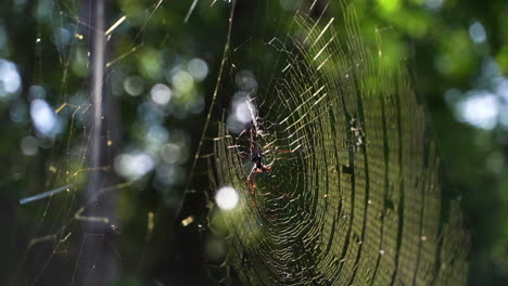 Nephila-Pilipes-A-Giant-Wood-Spider-On-The-Islands-Of-Bali,-Indonesia