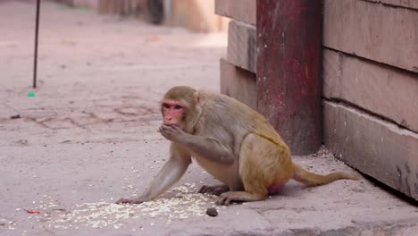 Ein-Affe-Frisst-In-Eile-Futter-Und-Rennt-Weg