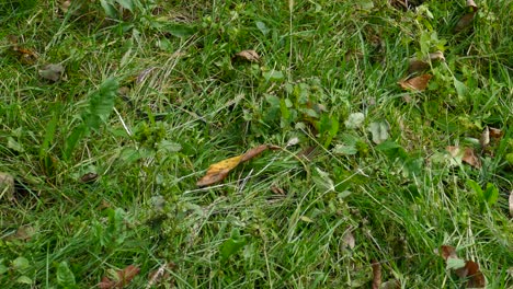 Little-black-snake-crawling-on-the-ground