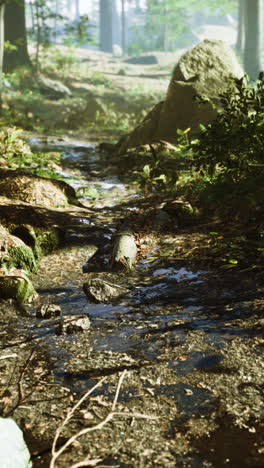 tranquil forest stream