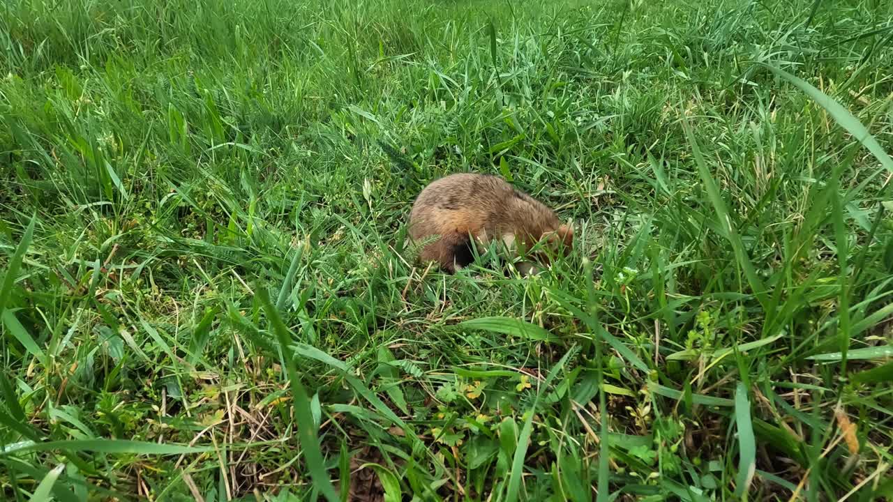Hamster, çimlerde patileri birleşik şekilde dik duruyor, sonra kameraya doğru yürüyor ve merceğe merakla bakmak için duraklıyor. Doğal bir çimde dışarıyı keşfeden sevimli evcil bir kemirgen.