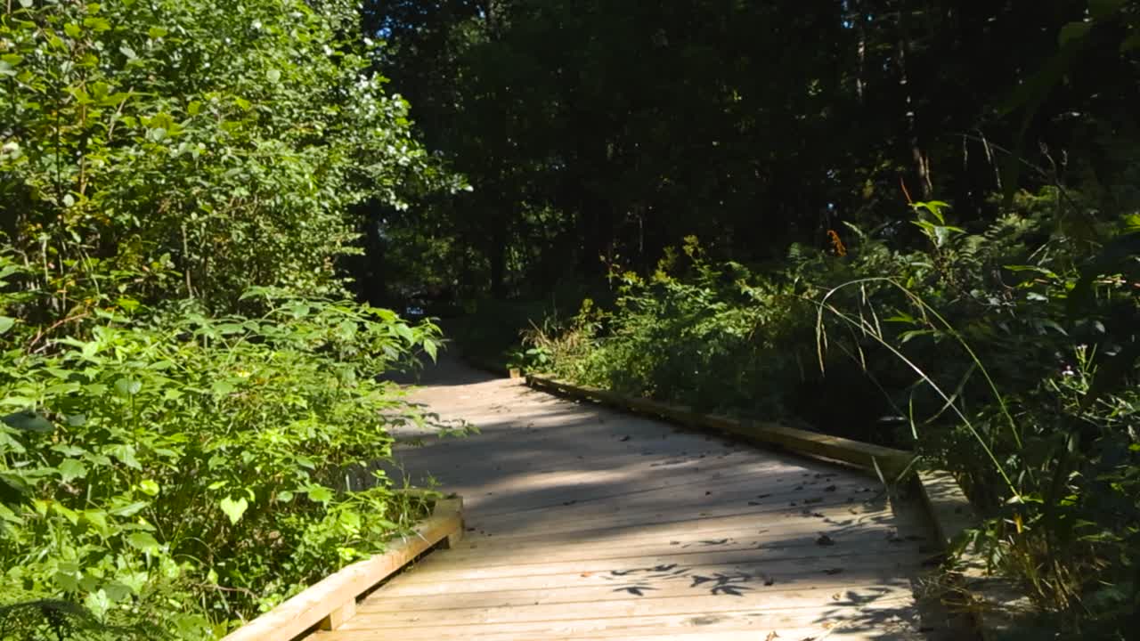 Low angle view of a wooden nature hiking track or boardwalk in lush sunny and summer time nature with thick and dense forest green trees and woods around it. No people visible, smooth camera movement