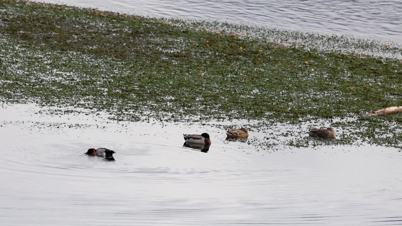 Ducks glide across Lake Wanaka's calm waters, surrounded by natural beauty. Overcast lighting enhances the tranquil atmosphere
