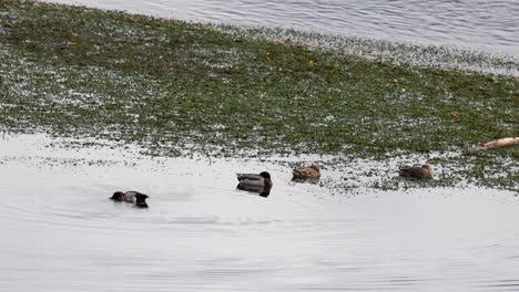 ducks glide across lake wanaka's calm waters, surrounded by natural beauty. overcast lighting enhances the tranquil atmosphere